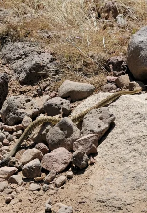 Screenshot_20220502-110937_Gallery.webp Screenshot_20220502-110937_Gallery.webp