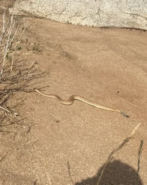 E688A76A-CF0A-4C6C-9EFD-6DD3D728E683.jpeg E688A76A-CF0A-4C6C-9EFD-6DD3D728E683.jpeg