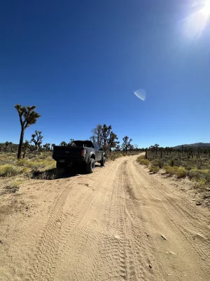 joshuatrees.webp joshuatrees.webp