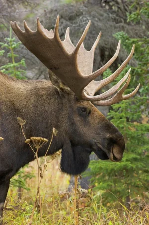 moose.webp