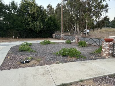 IMG_7299.jpeg