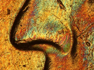 nowse.webp nowse.webp