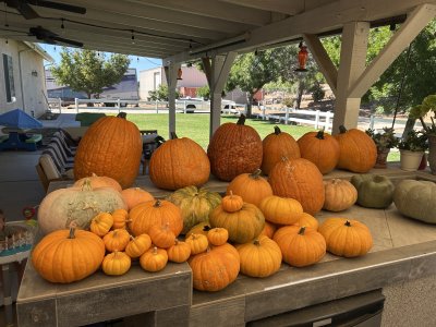 IMG_7997.jpeg