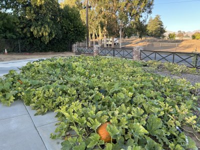 IMG_8804.jpeg IMG_8804.jpeg