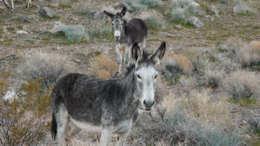 1769974570387.webp 1769974570387.webp